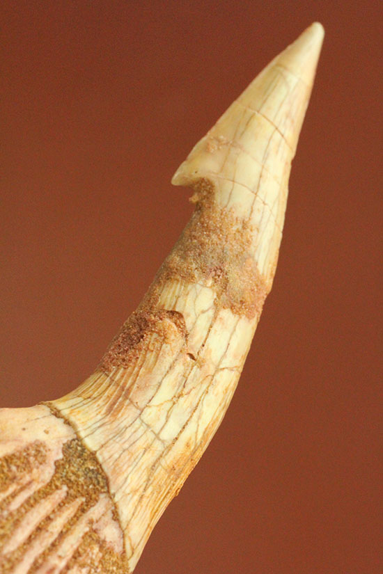 先端がとにかく鋭い！白亜紀に生きたノコギリエイ（Onchopristis）の歯化石（その1）