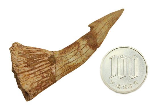 先端がとにかく鋭い！白亜紀に生きたノコギリエイ（Onchopristis）の歯化石（その10）