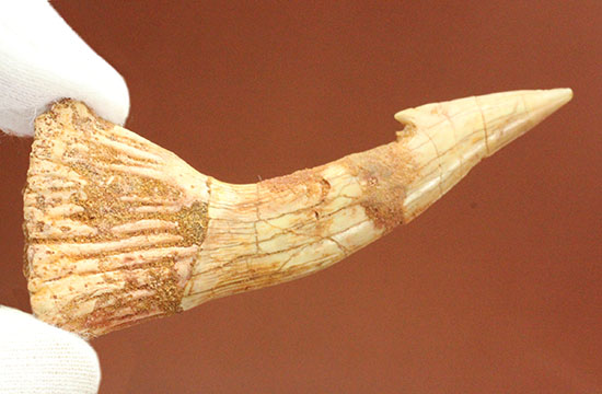 先端がとにかく鋭い！白亜紀に生きたノコギリエイ（Onchopristis）の歯化石/中生代白亜紀（1億3500万 -- 6500万年前）【ot841】