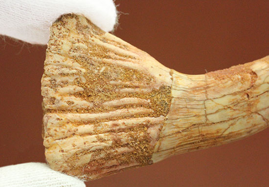 先端がとにかく鋭い！白亜紀に生きたノコギリエイ（Onchopristis）の歯化石（その3）