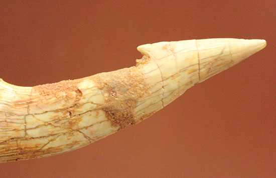 先端がとにかく鋭い！白亜紀に生きたノコギリエイ（Onchopristis）の歯化石（その4）