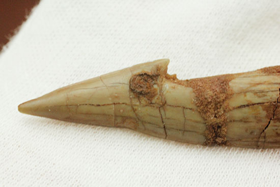 先端がとにかく鋭い！白亜紀に生きたノコギリエイ（Onchopristis）の歯化石（その7）