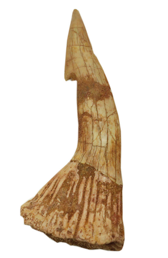 先端がとにかく鋭い！白亜紀に生きたノコギリエイ（Onchopristis）の歯化石（その9）