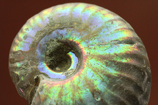 遊色するアンモナイト、輝き濃いタイプです！(Ammonite)/中生代白亜紀（1億3500万 -- 6500万年前）【an1038】