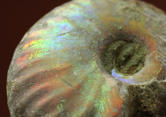 遊色するアンモナイト、輝き濃いタイプです!(Ammonite)(その10)