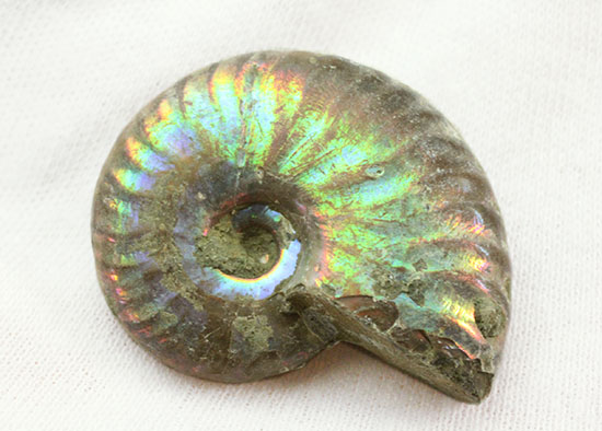 遊色するアンモナイト、輝き濃いタイプです！(Ammonite)（その2）