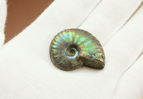 遊色するアンモナイト、輝き濃いタイプです！(Ammonite)/中生代白亜紀（1億3500万 -- 6500万年前）【an1038】