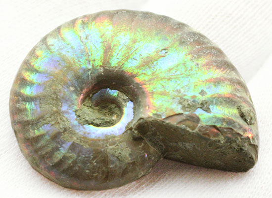 遊色するアンモナイト、輝き濃いタイプです!(Ammonite)(その4)