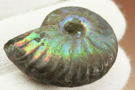 遊色するアンモナイト、輝き濃いタイプです!(Ammonite)(その5)