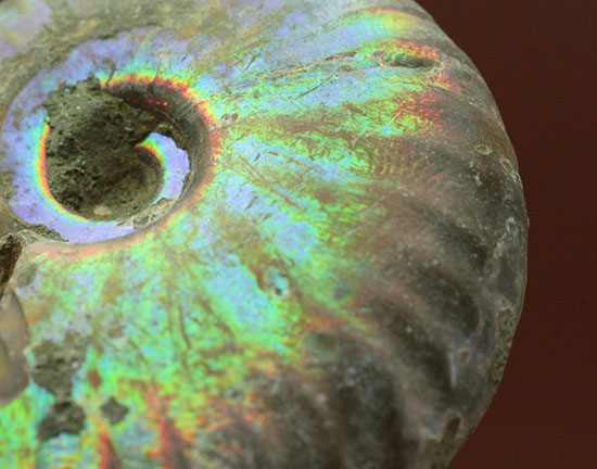 遊色するアンモナイト、輝き濃いタイプです!(Ammonite)(その6)