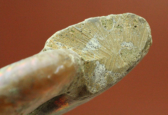 遊色するアンモナイト、輝き濃いタイプです!(Ammonite)(その8)