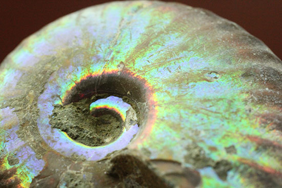 遊色するアンモナイト、輝き濃いタイプです!(Ammonite)(その9)