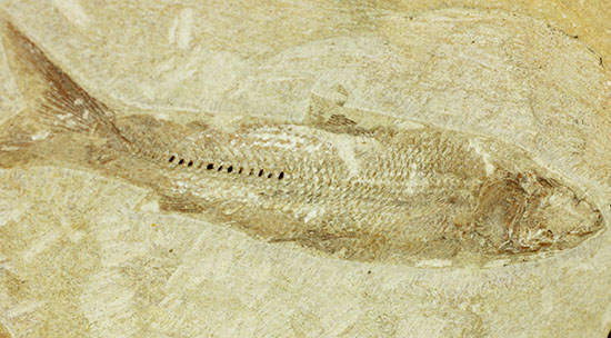 特筆すべき保存状態、ブラジル・サンタナ層産の魚化石のマルチ標本。/中生代白亜紀（1億3500万 -- 6500万年前）【ot842】