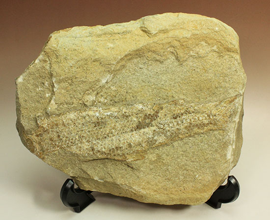 特筆すべき保存状態、ブラジル・サンタナ層産の魚化石のマルチ標本。/中生代白亜紀（1億3500万 -- 6500万年前）【ot842】