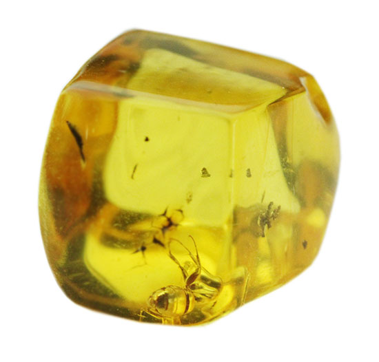 キューブ型！蟻（アリ）が内包された、約4000万年前のバルト海産琥珀(Amber)（その1）