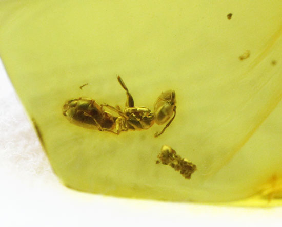 キューブ型！蟻（アリ）が内包された、約4000万年前のバルト海産琥珀(Amber)/新生代（6500万年前 -- 現在）【ot843】