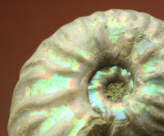 両面が同クオリティで遊色する、光るアンモナイト(Ammonite)/中生代白亜紀（1億3500万 -- 6500万年前）【an1039】