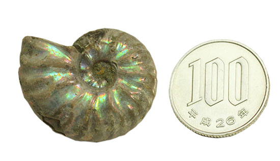 両面が同クオリティで遊色する、光るアンモナイト(Ammonite)（その10）