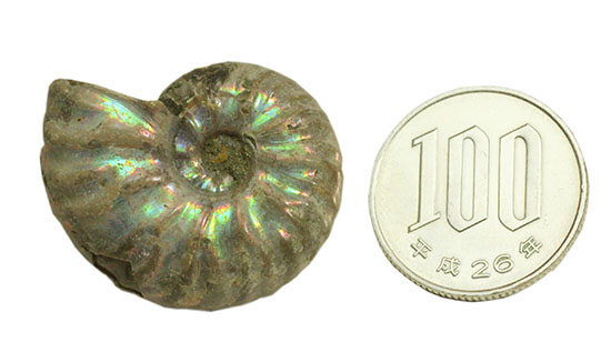 両面が同クオリティで遊色する、光るアンモナイト(Ammonite)(その10)