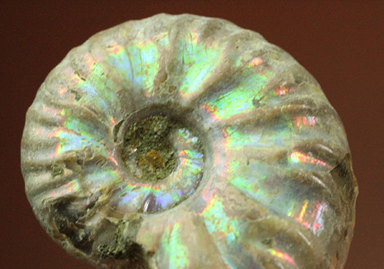 両面が同クオリティで遊色する、光るアンモナイト(Ammonite)(その2)