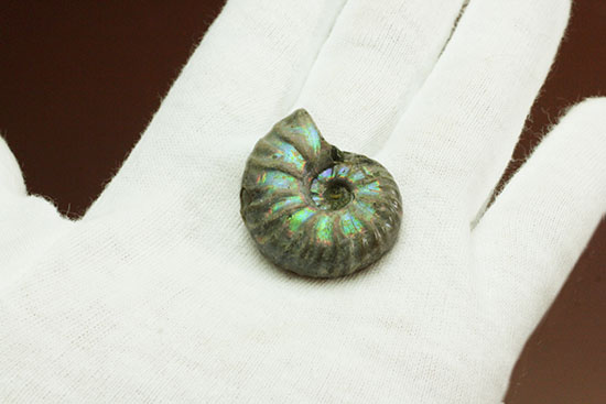 両面が同クオリティで遊色する、光るアンモナイト(Ammonite)/中生代白亜紀（1億3500万 -- 6500万年前）【an1039】