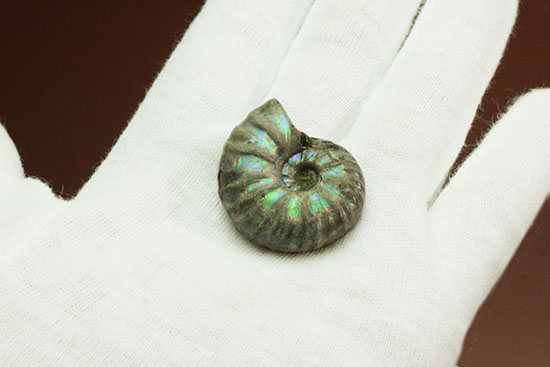 両面が同クオリティで遊色する、光るアンモナイト(Ammonite)（その3）