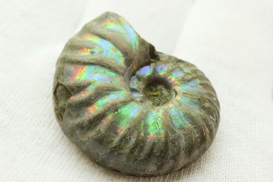 両面が同クオリティで遊色する、光るアンモナイト(Ammonite)(その4)