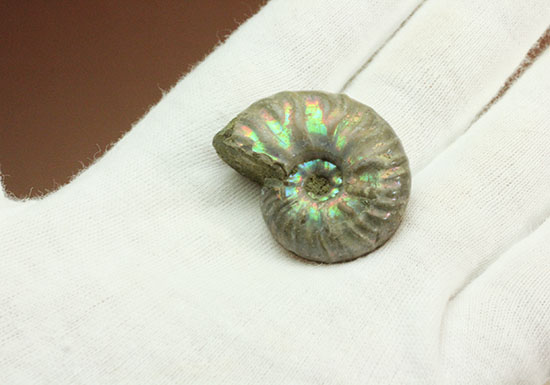 両面が同クオリティで遊色する、光るアンモナイト(Ammonite)（その5）