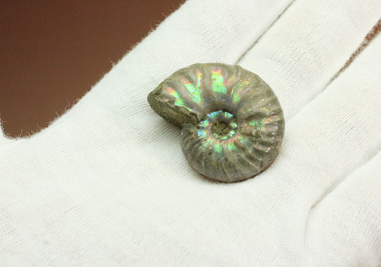 両面が同クオリティで遊色する、光るアンモナイト(Ammonite)(その5)