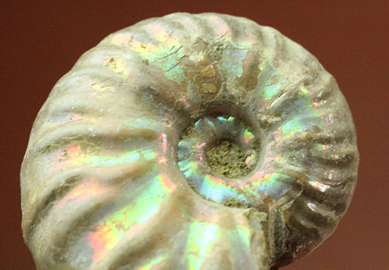 両面が同クオリティで遊色する、光るアンモナイト(Ammonite)(その6)