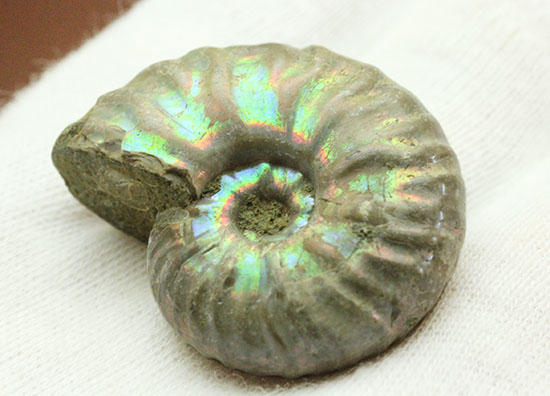 両面が同クオリティで遊色する、光るアンモナイト(Ammonite)(その7)