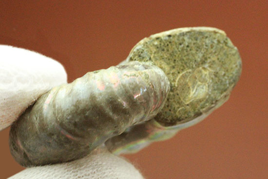 両面が同クオリティで遊色する、光るアンモナイト(Ammonite)(その8)