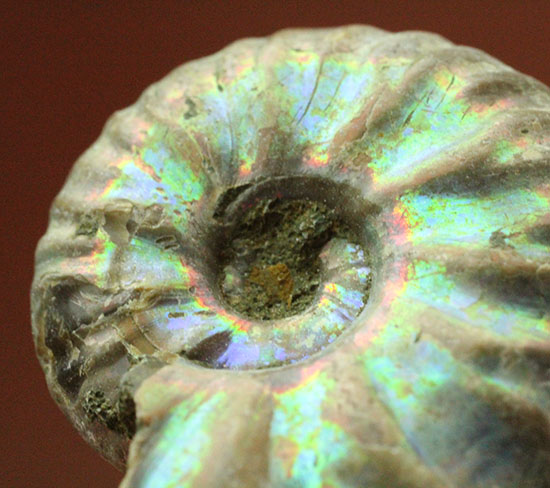 両面が同クオリティで遊色する、光るアンモナイト(Ammonite)(その9)