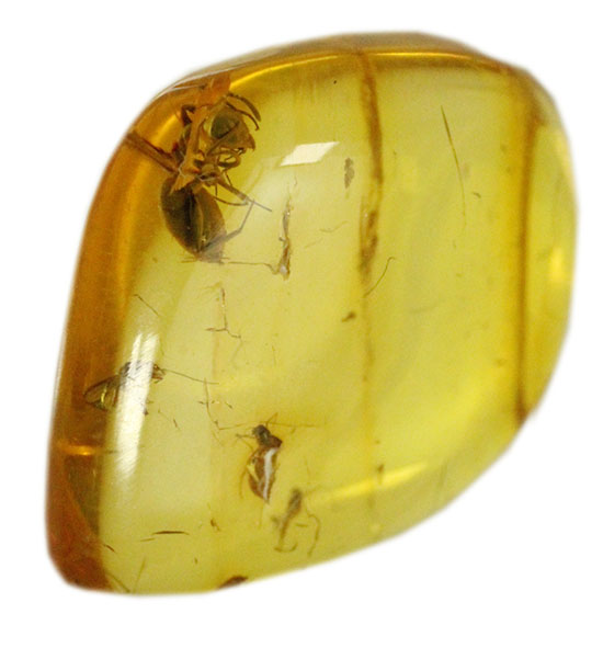 蟻（アリ）が内包された、約4000万年前のバルト海産琥珀(Amber)/新生代（6500万年前 -- 現在）【ot844】