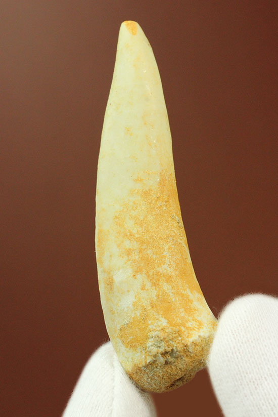 顔面凶器!古代魚エンコダスの歯化石(乱杭歯)(その1)