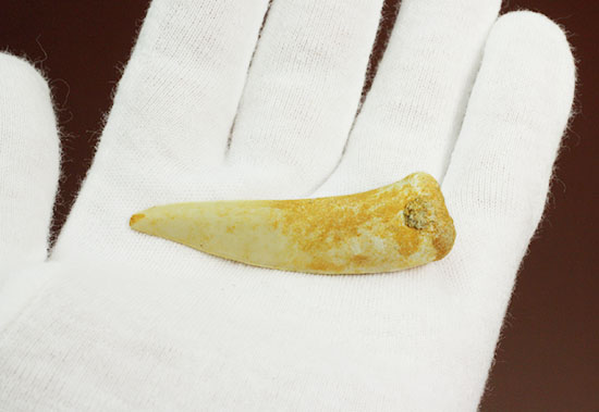 顔面凶器!古代魚エンコダスの歯化石(乱杭歯)(その3)