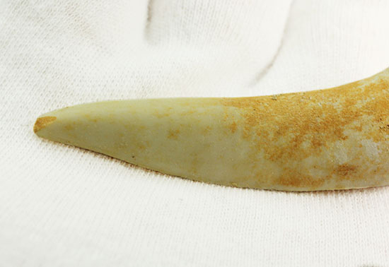 顔面凶器!古代魚エンコダスの歯化石(乱杭歯)(その4)