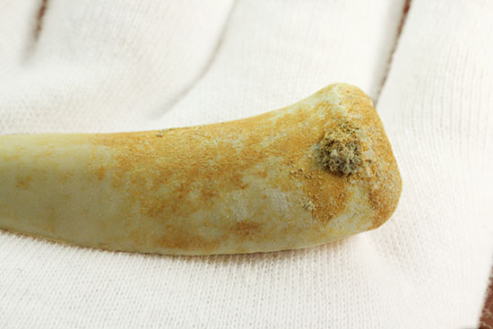 顔面凶器!古代魚エンコダスの歯化石(乱杭歯)(その5)