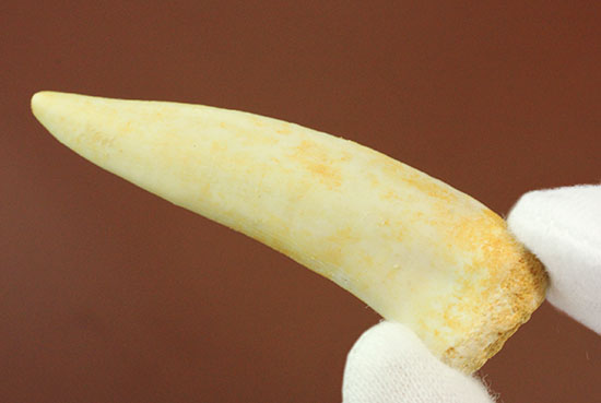 顔面凶器!古代魚エンコダスの歯化石(乱杭歯)(その7)