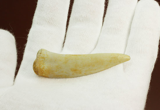 顔面凶器！古代魚エンコダスの歯化石（乱杭歯）/中生代白亜紀（1億3500万 -- 6500万年前）【ot845】