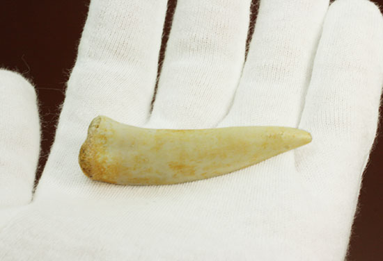 顔面凶器！古代魚エンコダスの歯化石（乱杭歯）（その8）
