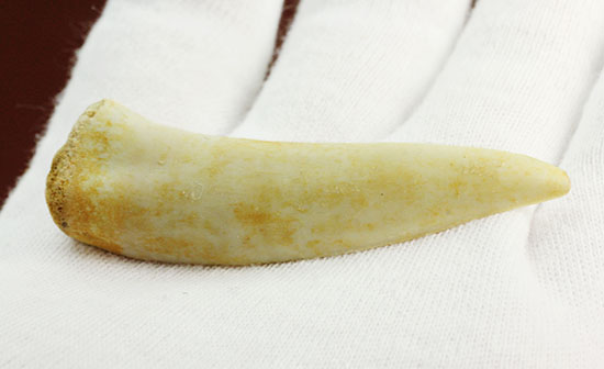顔面凶器!古代魚エンコダスの歯化石(乱杭歯)(その9)
