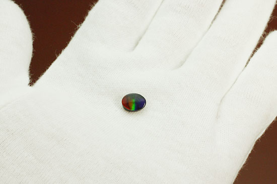 青から赤への流れるようなグラデーションが魅力の、カナダアルバータ州産アンモライト(Ammolite)(その3)