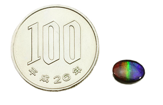 青から赤への流れるようなグラデーションが魅力の、カナダアルバータ州産アンモライト(Ammolite)(その6)