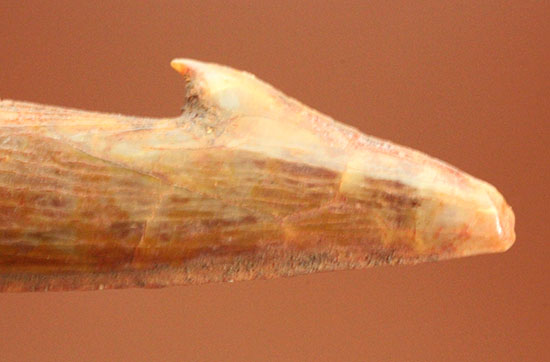 「返し」の鋭さにご注目ください。白亜紀ノコギリエイ(Onchopristis)の歯化石(その2)