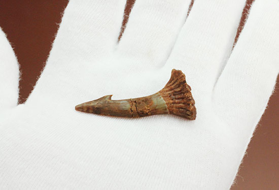 「返し」の鋭さにご注目ください。白亜紀ノコギリエイ(Onchopristis)の歯化石(その4)