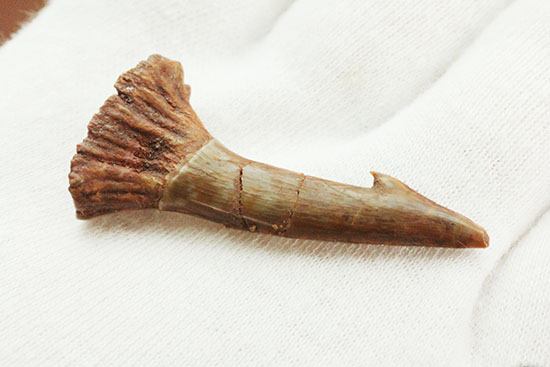 「返し」の鋭さにご注目ください。白亜紀ノコギリエイ(Onchopristis)の歯化石(その6)