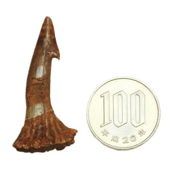「返し」の鋭さにご注目ください。白亜紀ノコギリエイ(Onchopristis)の歯化石(その7)