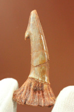 「返し」の鋭さにご注目ください。白亜紀ノコギリエイ（Onchopristis）の歯化石