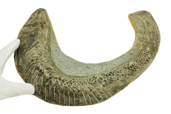 ヴィンクティフェルと思しき、ブラジル・サンタナフォーメーション産の立派な古代魚の化石。うなぎのようなカーブが面白い。/中生代白亜紀（1億3500万 -- 6500万年前）【ot847】